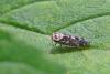 Allygus maculatus